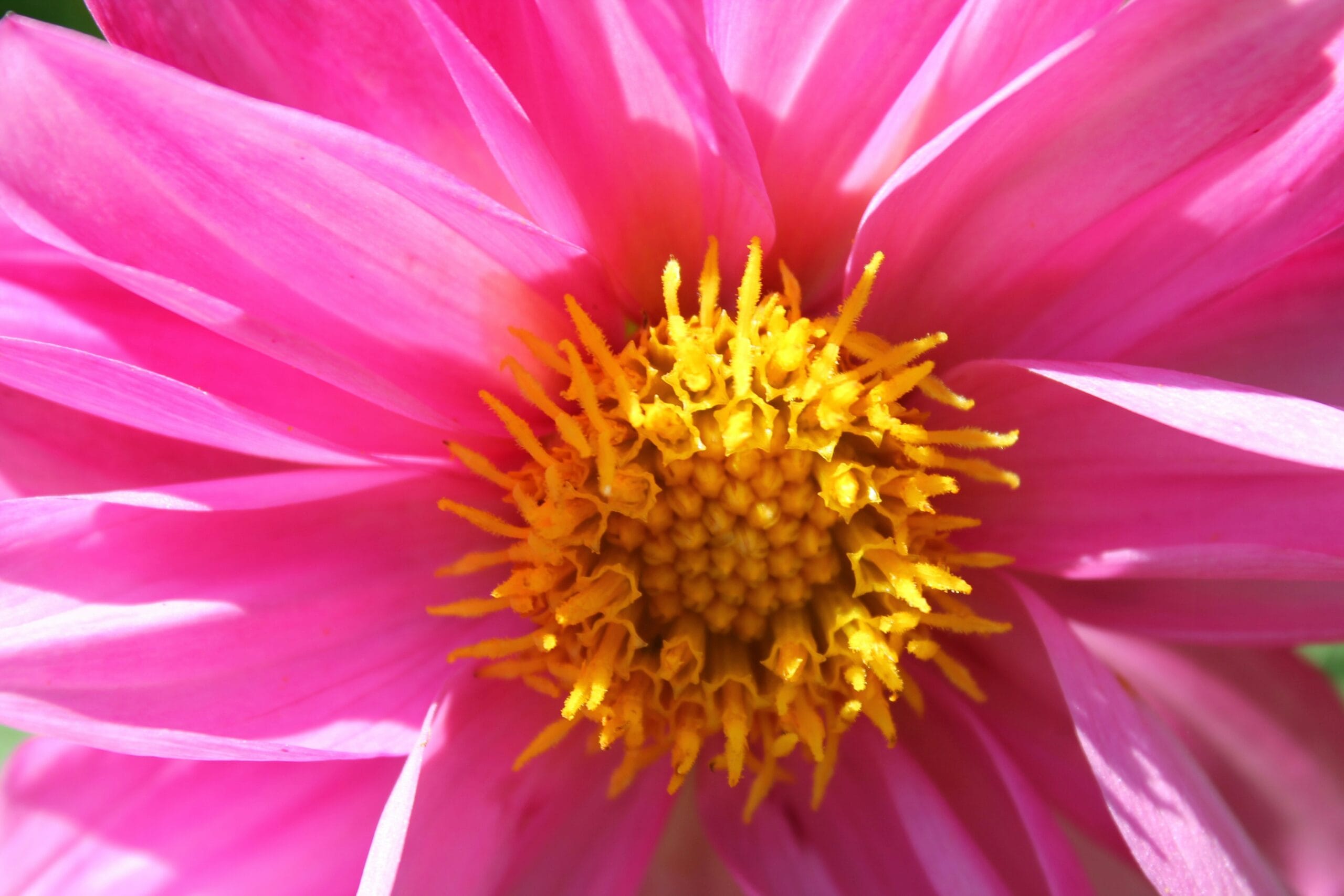 Gros plan sur une fleur rose avec un centre jaune